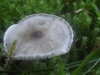 Schwarzpunktierter Schneckling